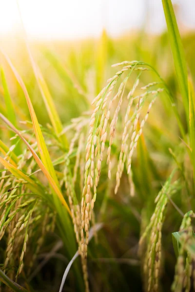 Closeup Paddy rice — Stock Photo, Image