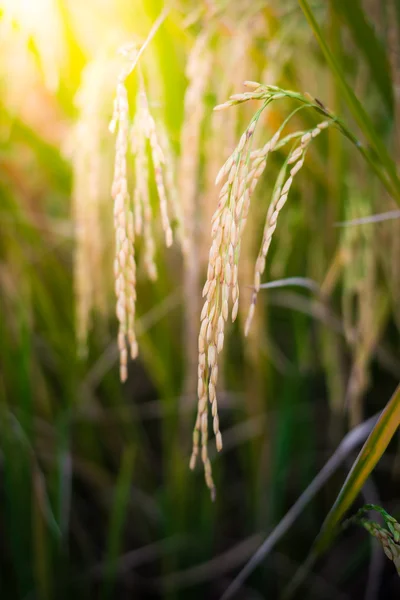 Closeup Paddy rice — Stock Photo, Image