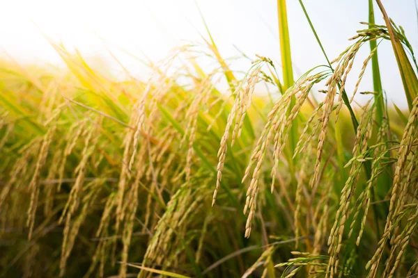 Closeup Paddy rice — Stock Photo, Image