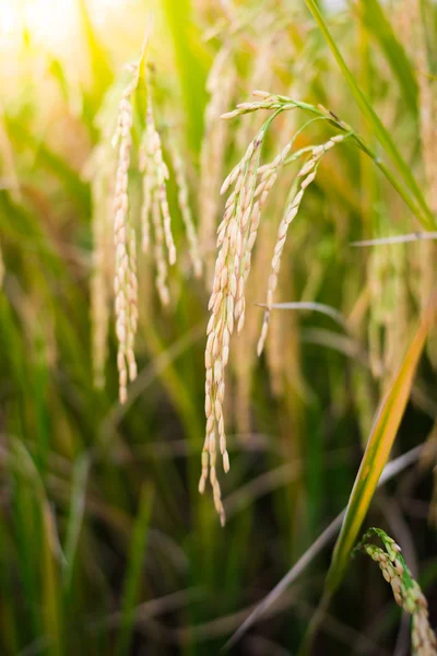 Closeup Paddy rice — Stock Photo, Image