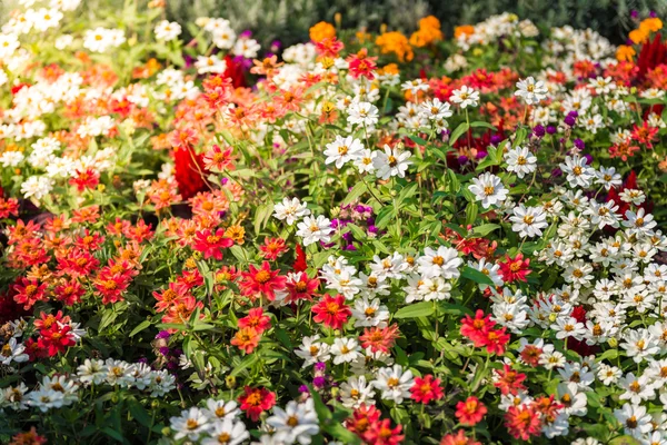 Many colourful daisies — Stock Photo, Image