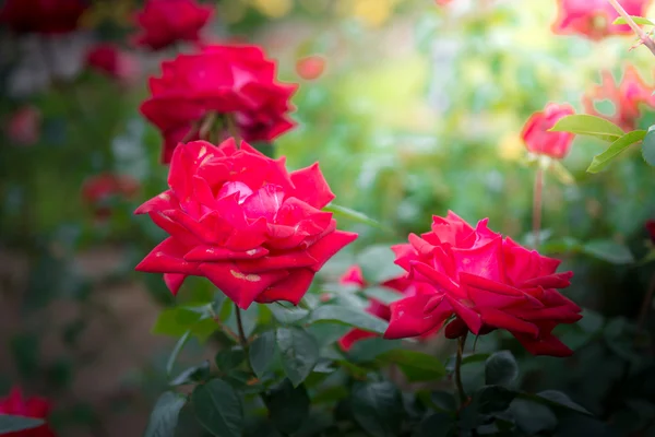粉红玫瑰的特写 — 图库照片