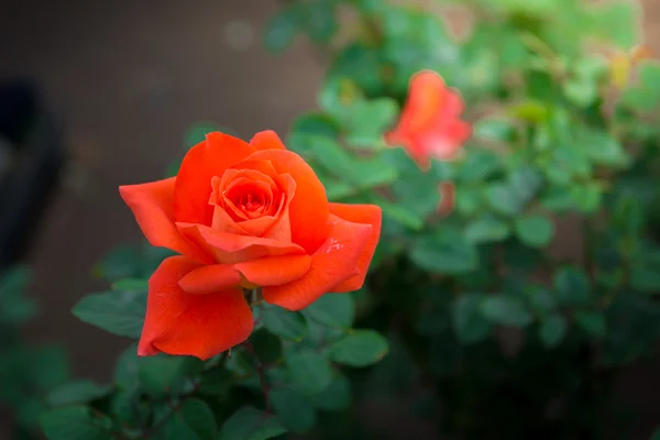 Nahaufnahme orangefarbener Rose — Stockfoto