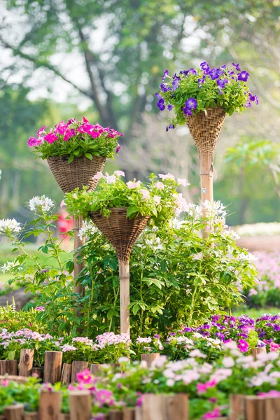 Hermosas flores de petunia — Foto de Stock