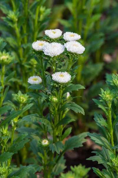 白い花菊 — ストック写真