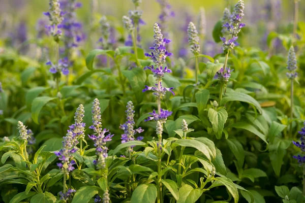 Prato con fioritura Salvia Blu fiori di erbe — Foto Stock