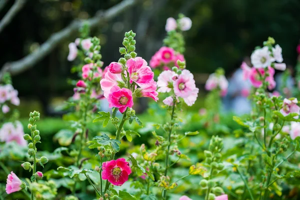 粉色和白色的蜀葵花 — 图库照片