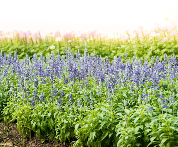 Meadow with blooming Blue Salvia herbal flowers — Stock Photo, Image
