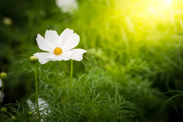 Beyaz kozmos çiçekleri kapatın — Stok fotoğraf