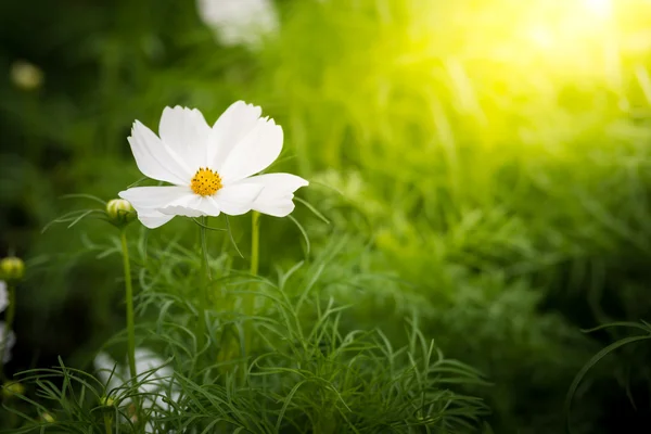 Lukkede hvite kosmos-blomster – stockfoto