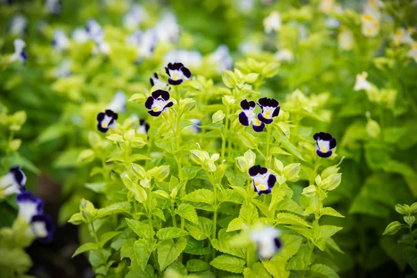 Tricolor pansy flower — Stock Photo, Image