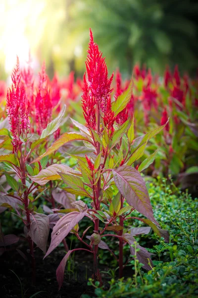 Kırmızı Celosia argentea