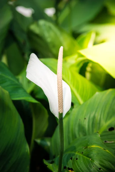 Fleur de spadix blanche — Photo