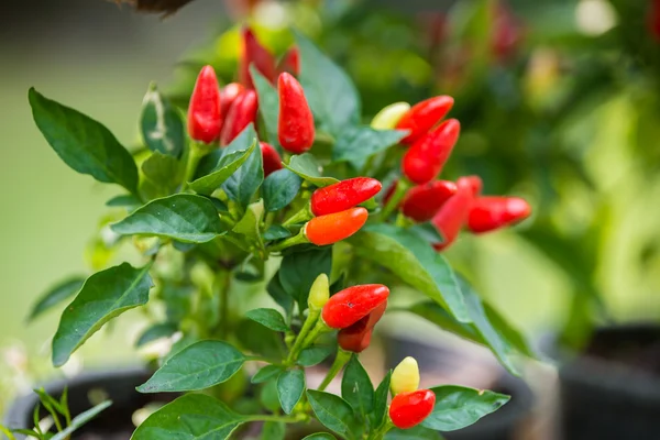 Peperoncino rosso — Foto Stock