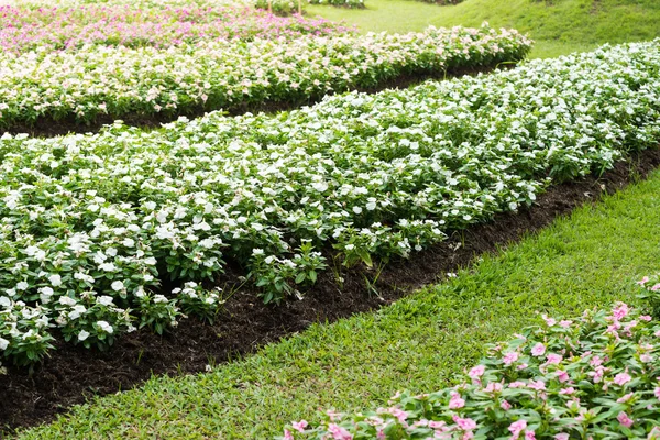 Blüten der rosa Brunnenkresse — Stockfoto