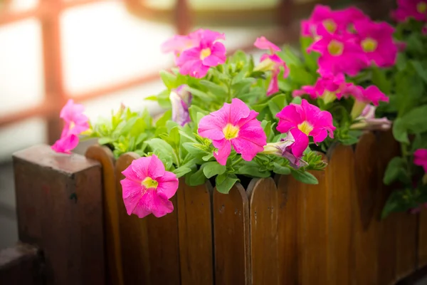 Hermosas flores de petunia — Foto de Stock