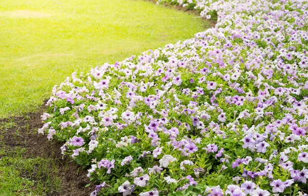 Красивые цветы петунии Лицензионные Стоковые Изображения