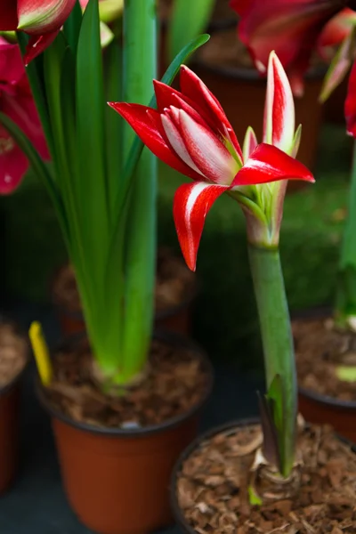 Fleur rouge avec le nom latin Amaryllis — Photo