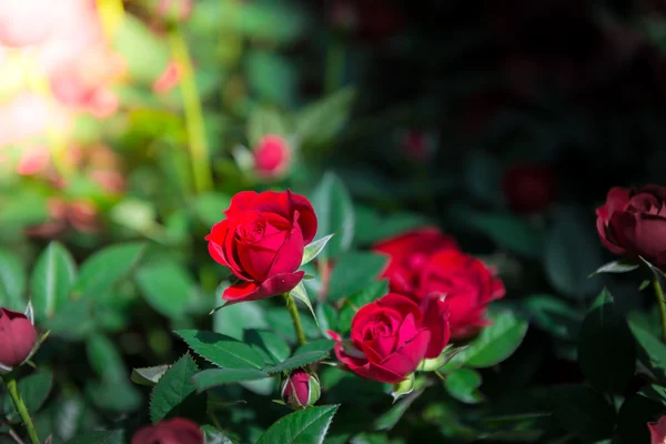 Rote Rosen aus nächster Nähe — Stockfoto