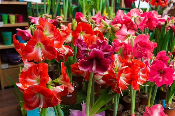 Красный цветок с латинским названием Amaryllis — стоковое фото