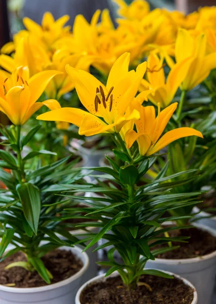 Lírios amarelos flor — Fotografia de Stock