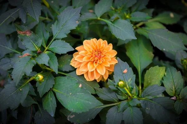Turuncu dahlia çiçeği — Stok fotoğraf