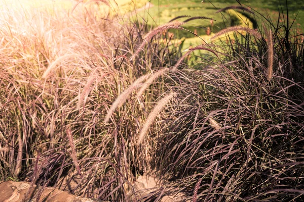Květ trávy a slunečního záření — Stock fotografie