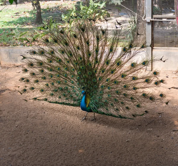 Magnifique paon indien — Photo