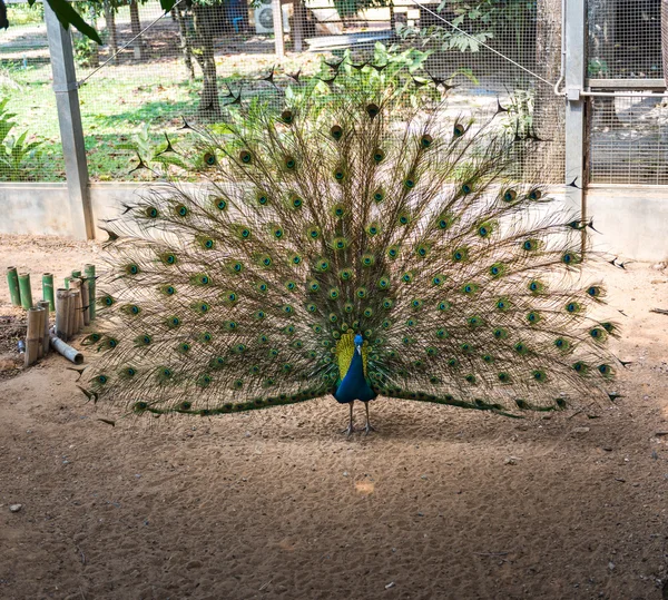 Bellissimo pavone indiano — Foto Stock