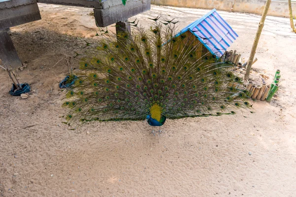 Bellissimo pavone indiano — Foto Stock