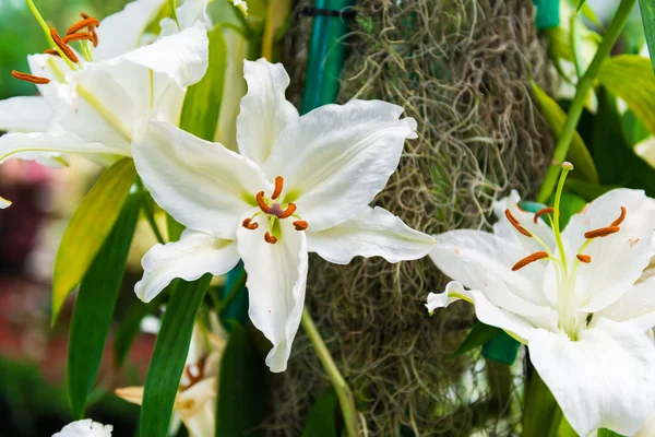 Bílá lilie v zahradě — Stock fotografie