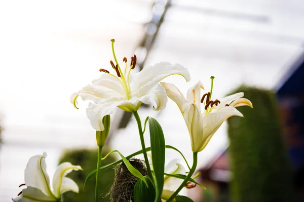 Lis blanc dans le jardin — Photo