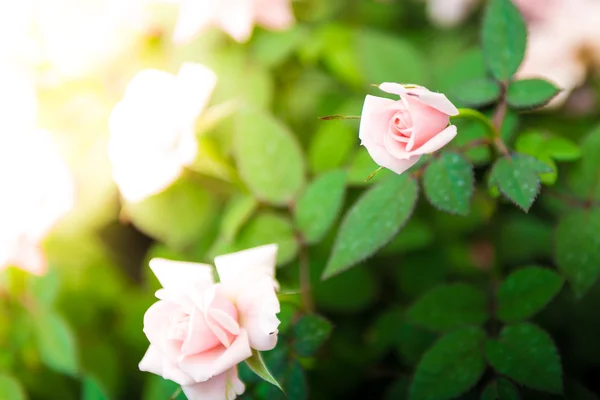 Rosa Rosen aus nächster Nähe — Stockfoto