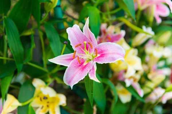 Lírio rosa no jardim — Fotografia de Stock