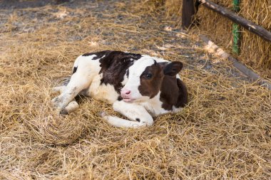 çiftlikte saman içinde yatan buzağı