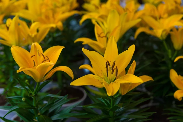 Lírios amarelos flor — Fotografia de Stock