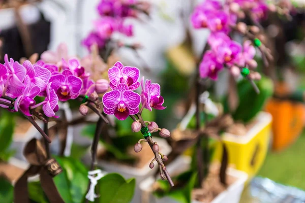 Flor de orquídeas rosa — Fotografia de Stock
