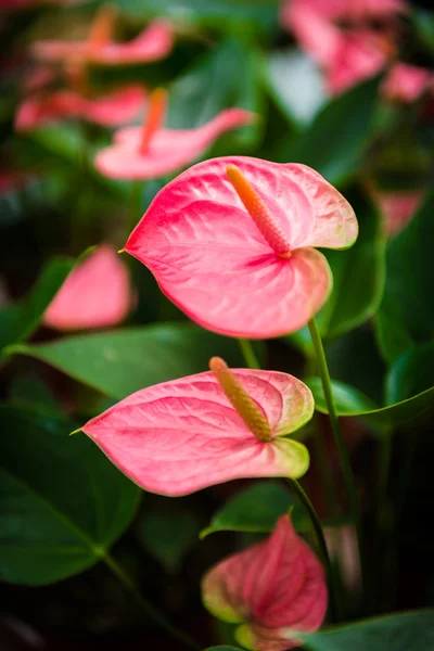 Roze bloeikolf bloem — Stockfoto