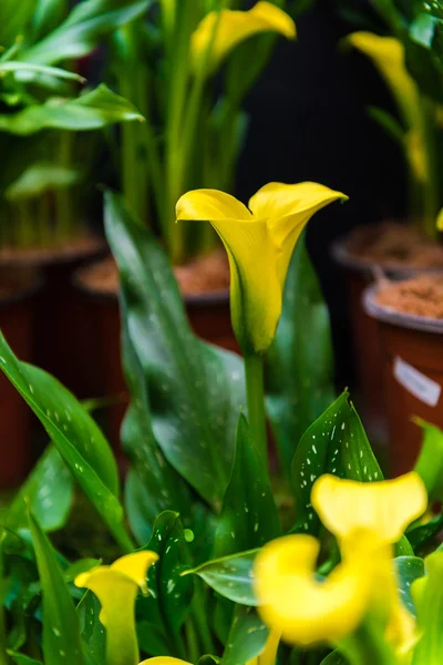 Flor de lírio Calla — Fotografia de Stock