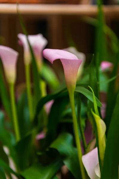 Flor de lírio Calla — Fotografia de Stock