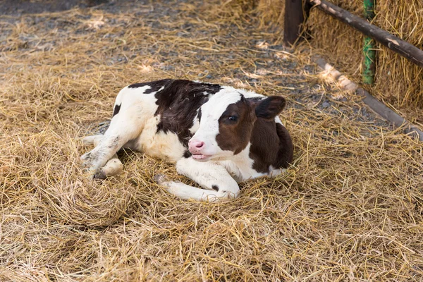 çiftlikte saman içinde yatan buzağı
