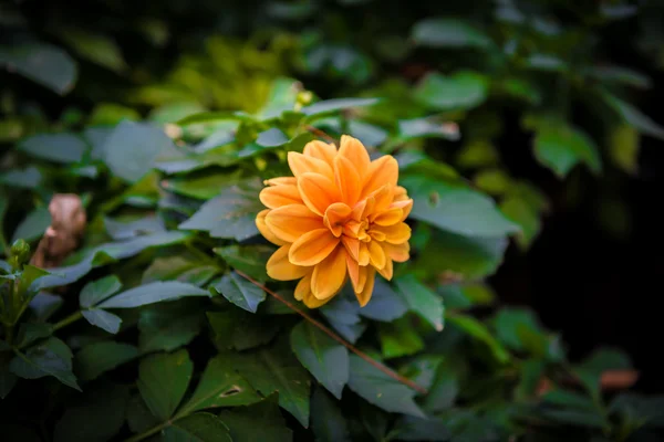 Orange dahlia blomma — Stockfoto