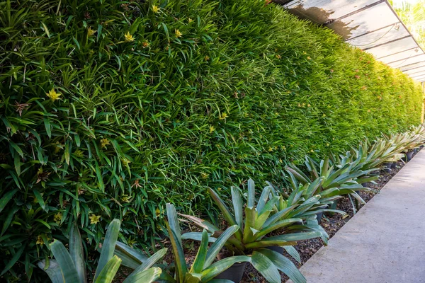 Jardin vertical feuille verte naturelle — Photo