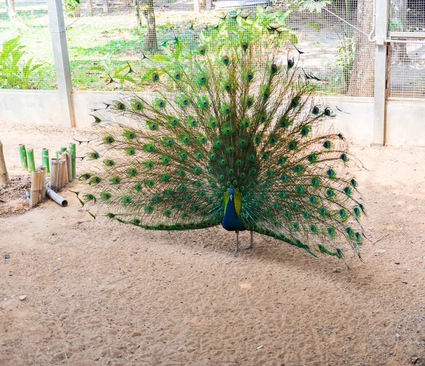 Bellissimo pavone indiano — Foto Stock