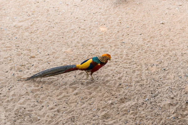 Pheasant on the floor — Stock Photo, Image