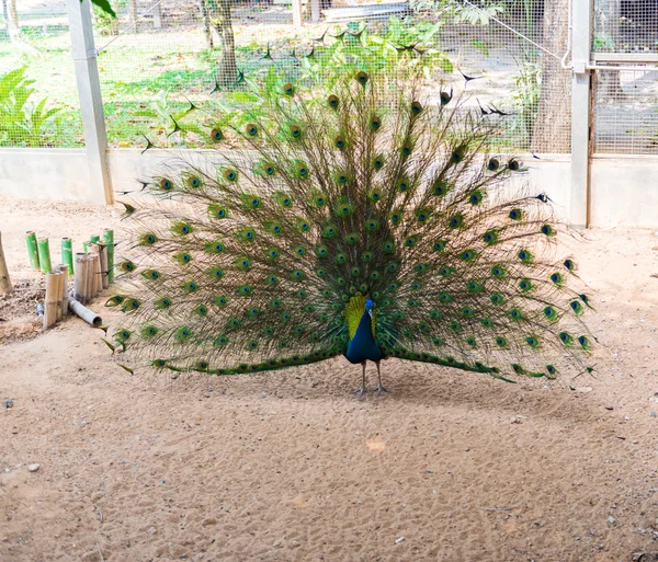Hermoso pavo real indio — Foto de Stock