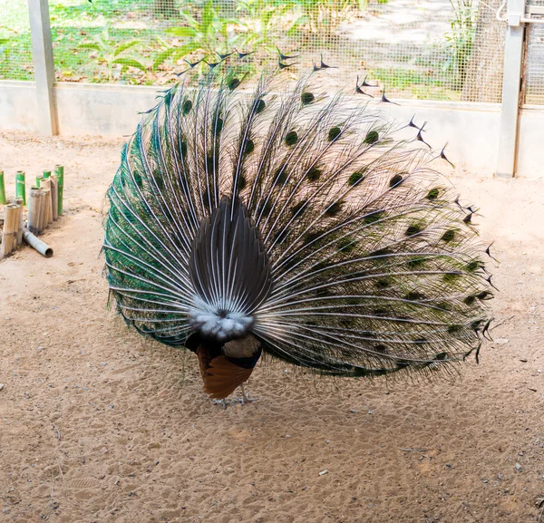 Beautiful indian peacock — Stock Photo, Image