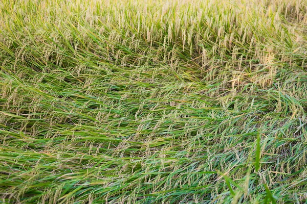 Rice plant falling down — Stock Photo, Image