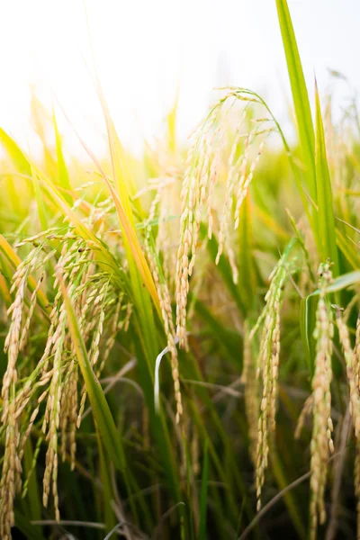 Closeup Paddy rice — Stock Photo, Image