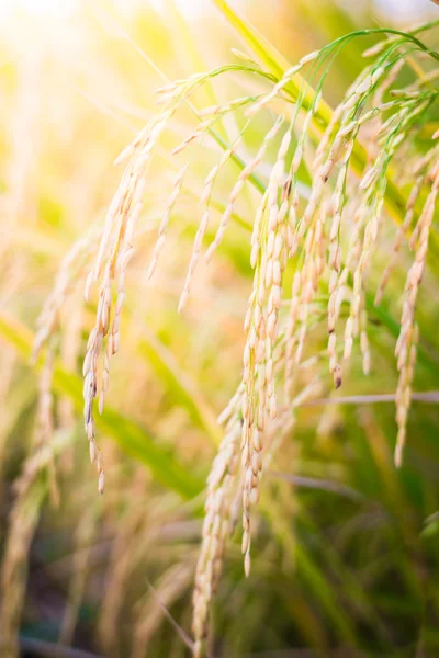 Closeup Paddy rice — Stock Photo, Image